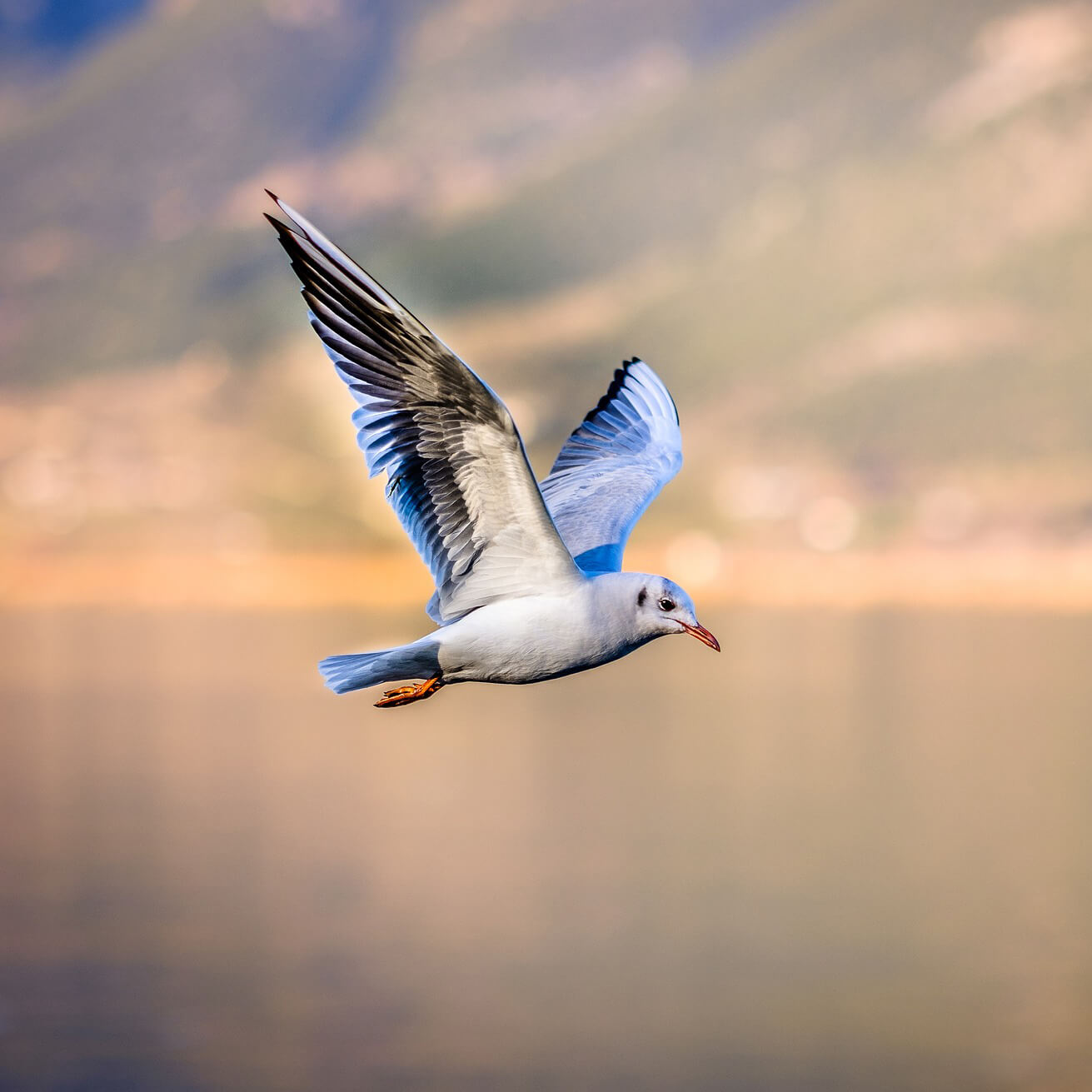 Fly